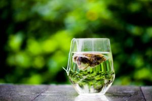 Green Tea For Sleep Apnea